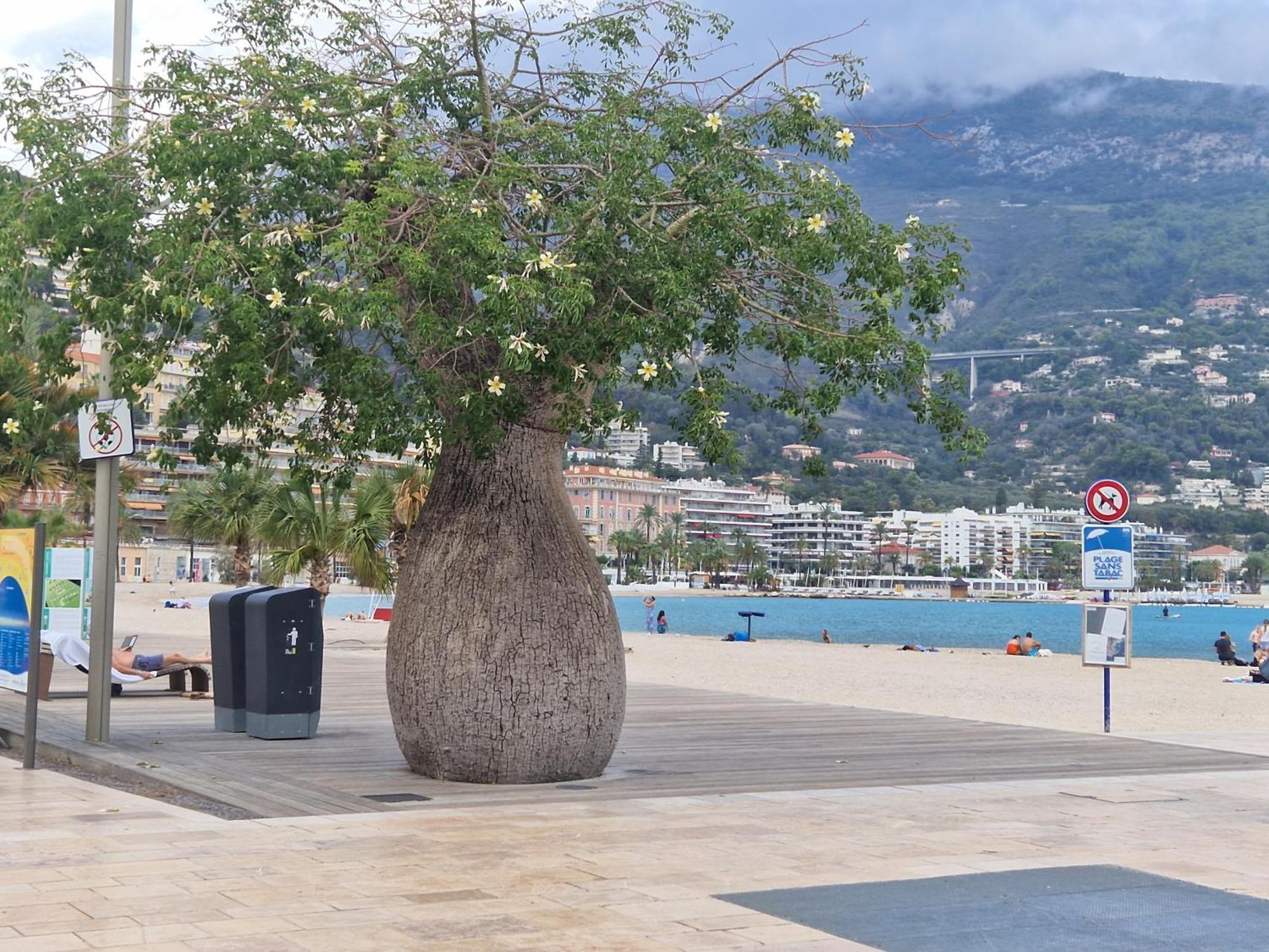 Le 182 Promenade Du Soleil Apartment Menton Bagian luar foto